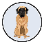 Mastiff Inu MINU
